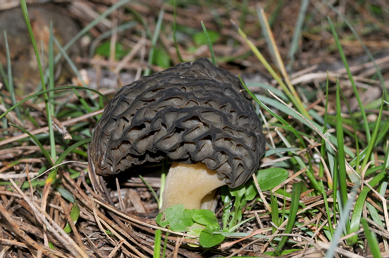 Morchelle di San Rossore (Morchella conica s.l.)